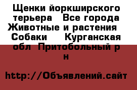 Щенки йоркширского терьера - Все города Животные и растения » Собаки   . Курганская обл.,Притобольный р-н
